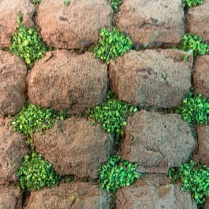 Молочная с какао